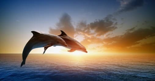 Sunset Dolphin Tour