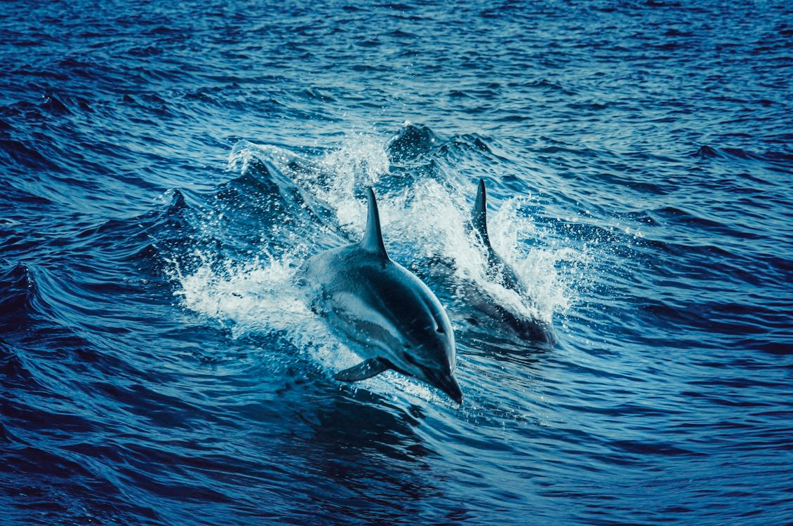 Blue Angels / Dolphin Or Beach Excursions