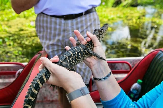 City, Swamp, & Plantation Tour