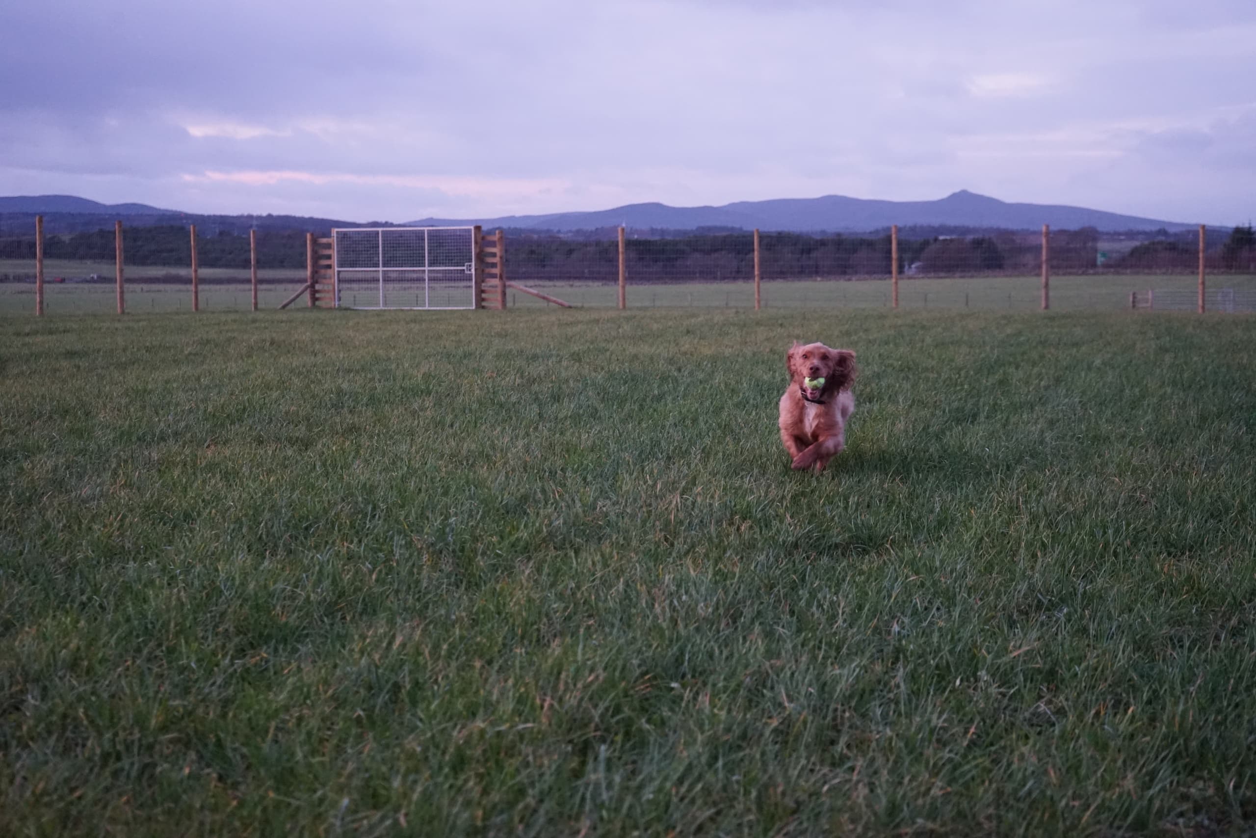 Blackburn Muddy Paws Open Field