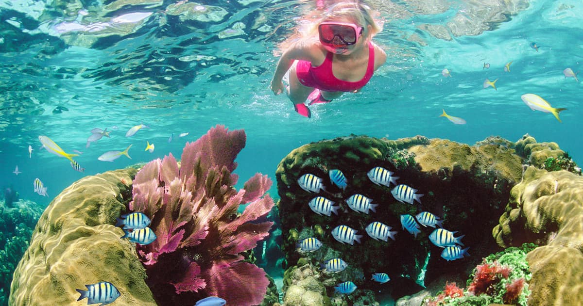 12pm Shallow Reef Snorkel Tour