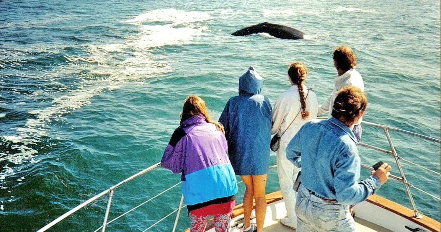 Whale Watching With Central Coast Sightseeing