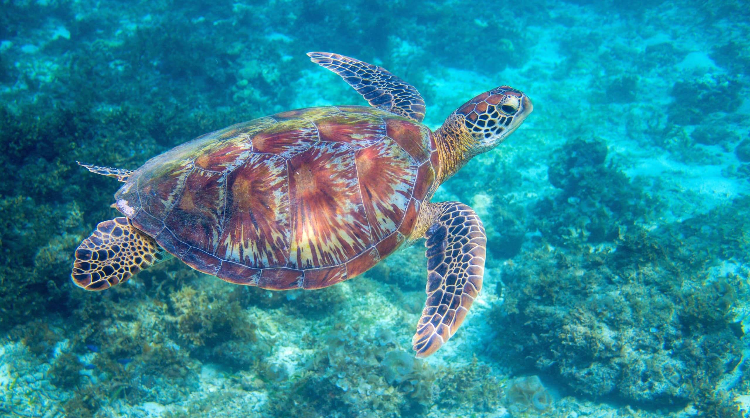 Turtle Canyon Snorkeling and Swim