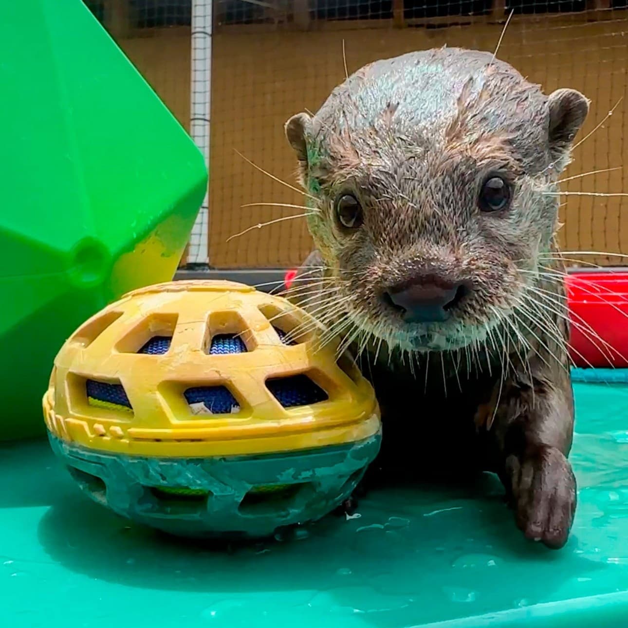 Safari Wagon Experience + Wild Discovery + Otters