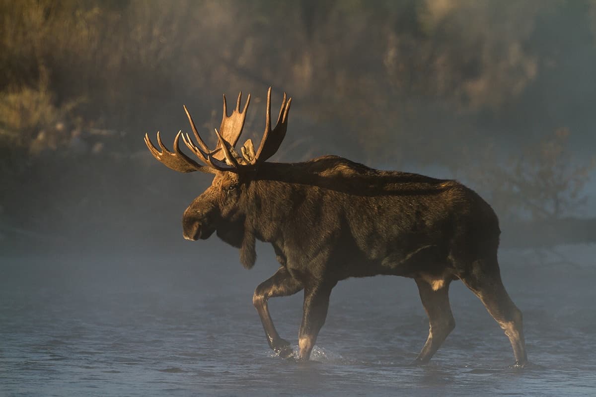 Sunrise Wildlife Driving Tour + Walk