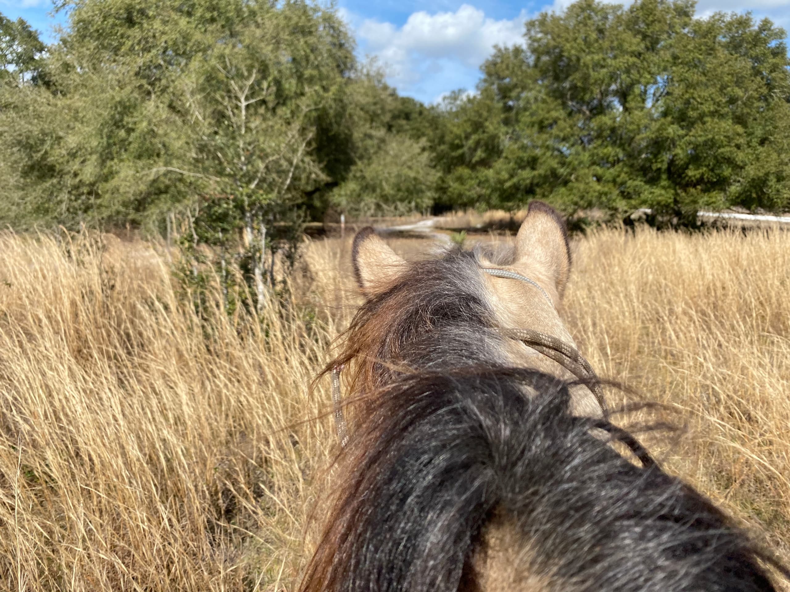 One Hour Guided Trail Ride