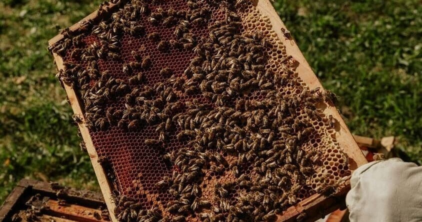 Bee-Hive Expedition Experience