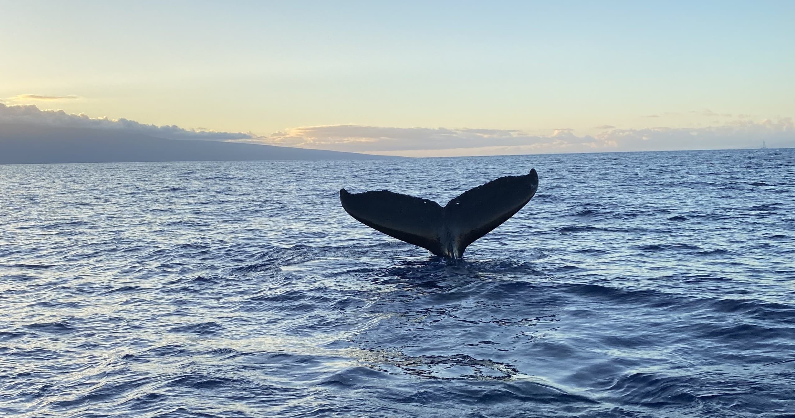 Private Whale Watching Charter