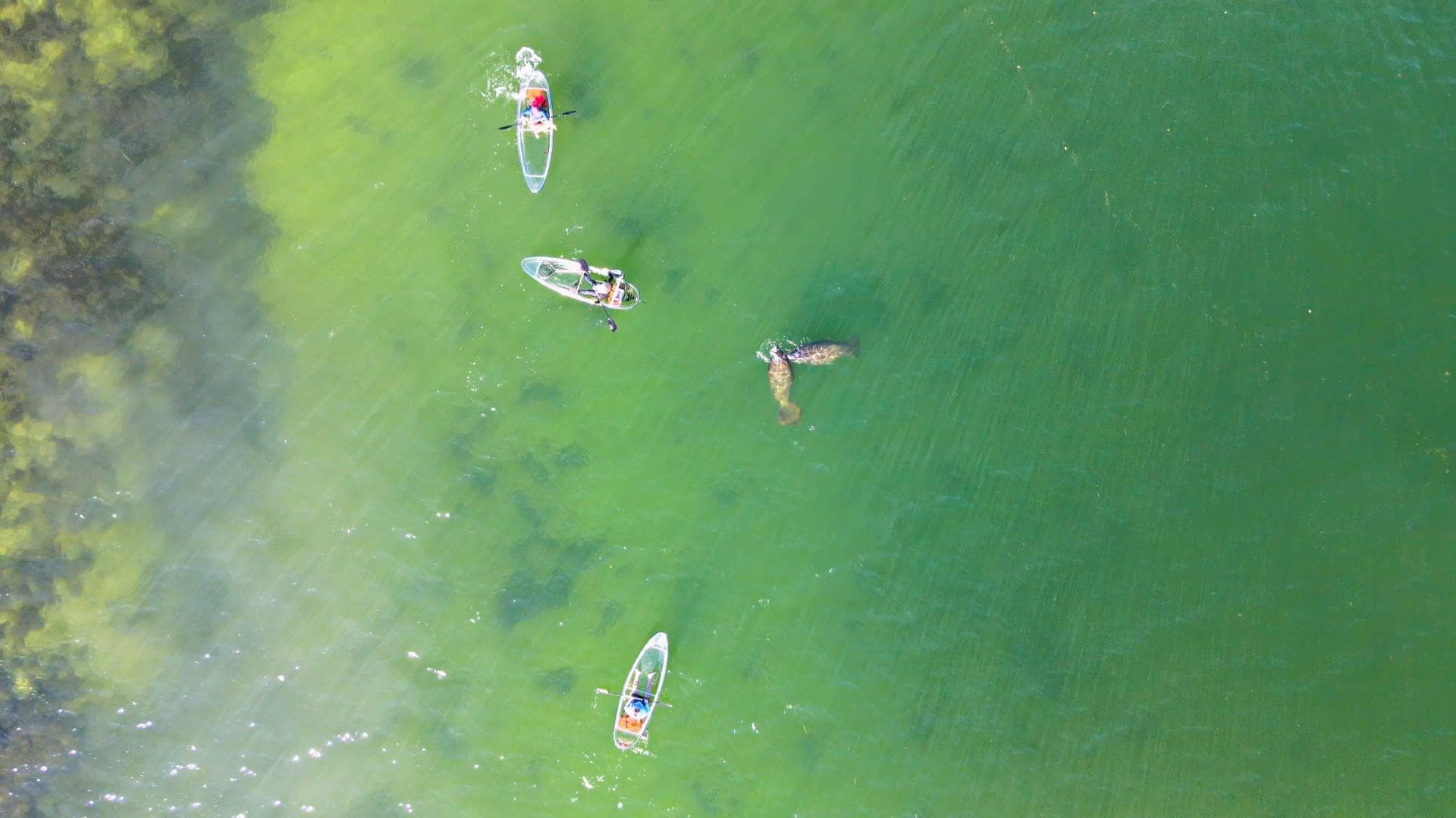 Clear Kayak Day Tours - Sarasota