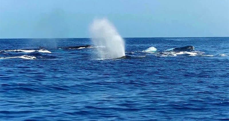 Whale Watching, Simple and Breathtaking (1.5 Hours)