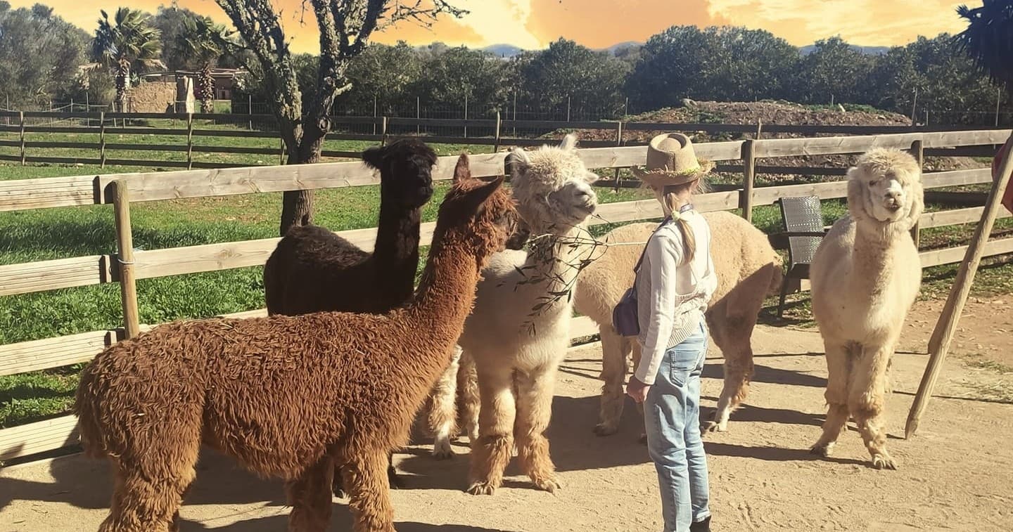 Mallorca Alpaca Experience