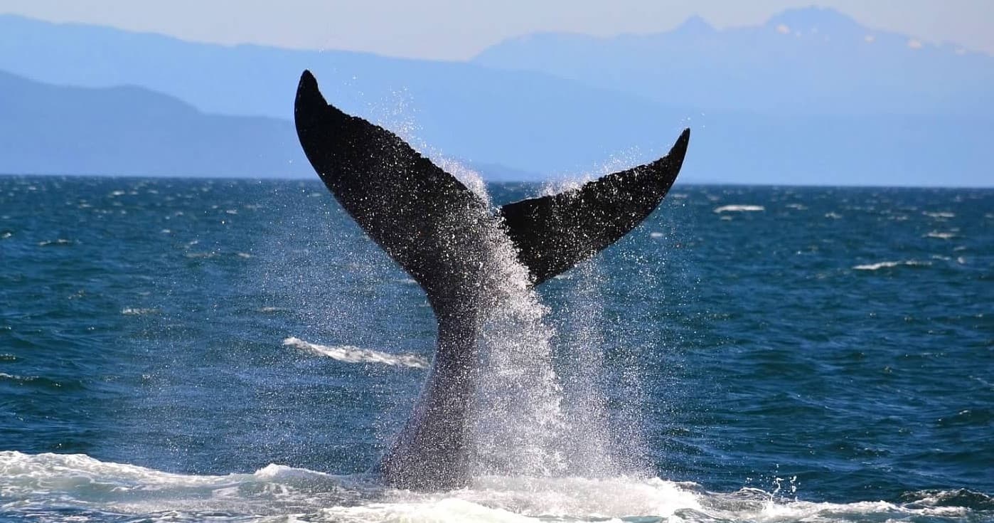 Icy Strait Whale & Wildlife Endeavor