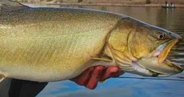 Full Day Fishing Charter
