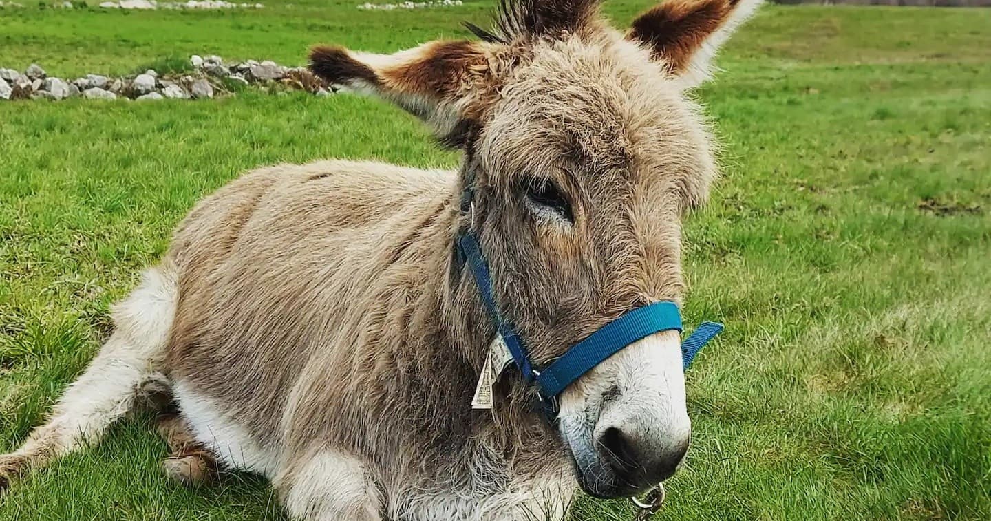 Donkey & Shepherd's Experience