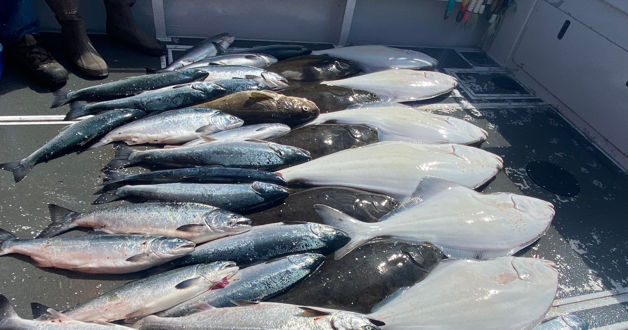 Halibut / Salmon Combo Charter