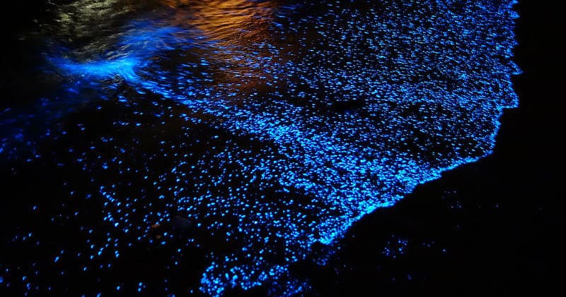 Bioluminescence Paddles