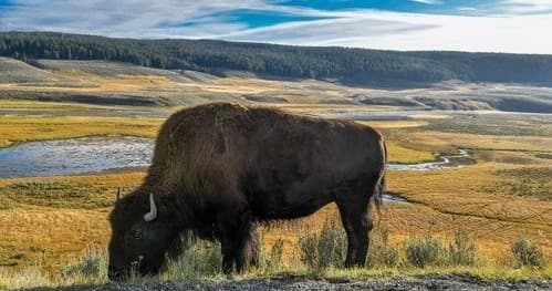 Yellowstone Upper Loop Safari Tour
