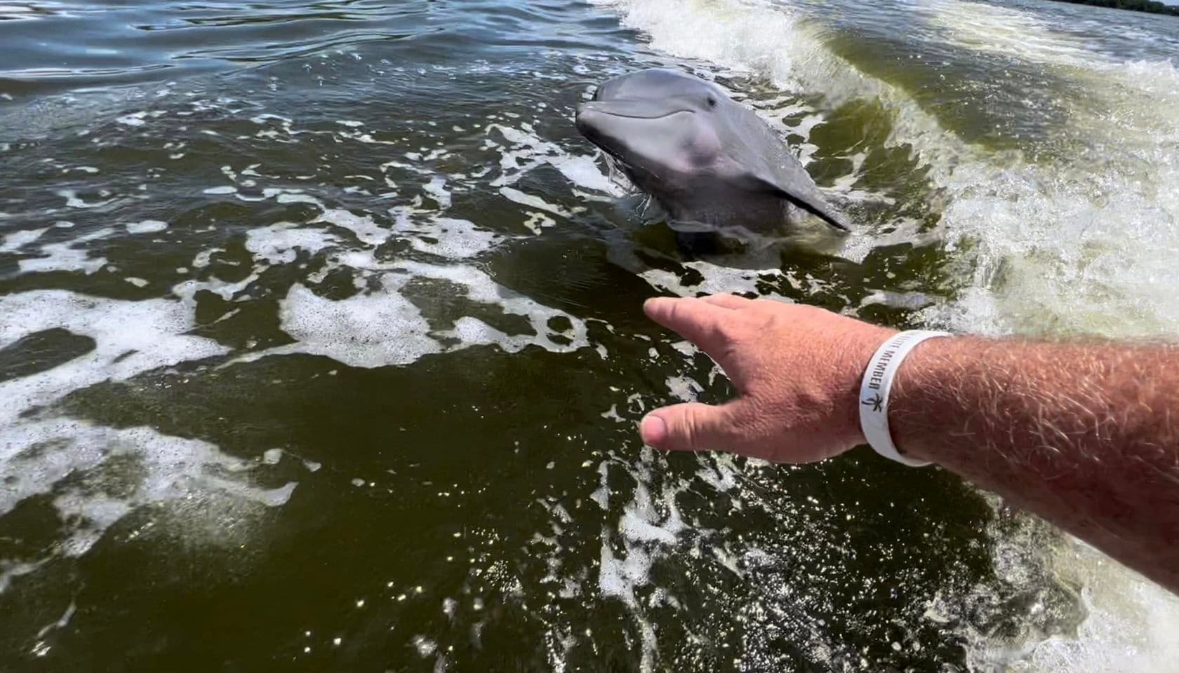 One Hour Boat Ride in the 10,000 Islands and Everglades Nature Walk with a Naturalist (Tour 6 WEST Coast)
