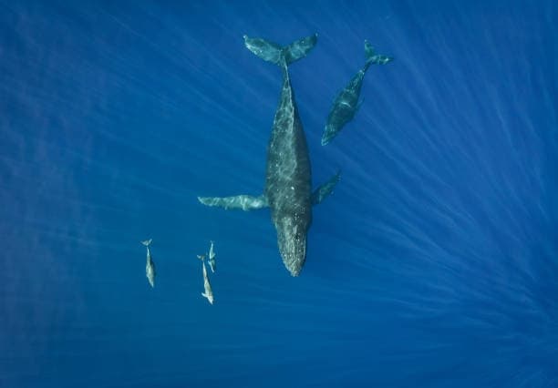 Marine Life Tour