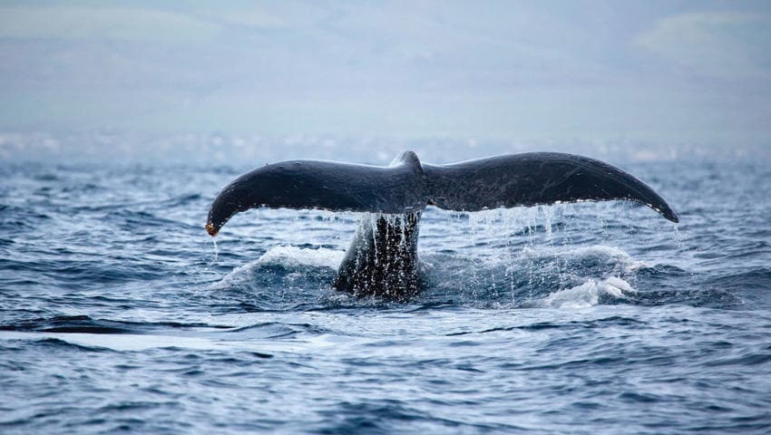 Whale Watch Waikiki