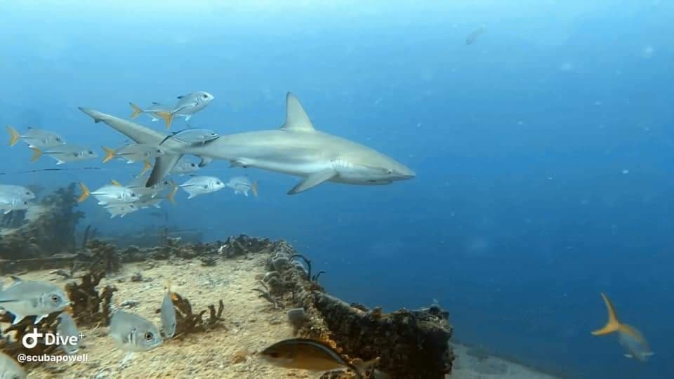 PADI Advanced Open Water Diver Certification