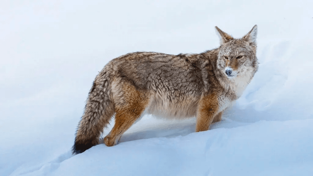 3 Day Winter Wolves & Wildlife Safari
