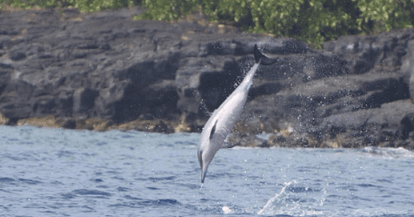 Capt. Cook /Kealakekua Bay Marine Adventure