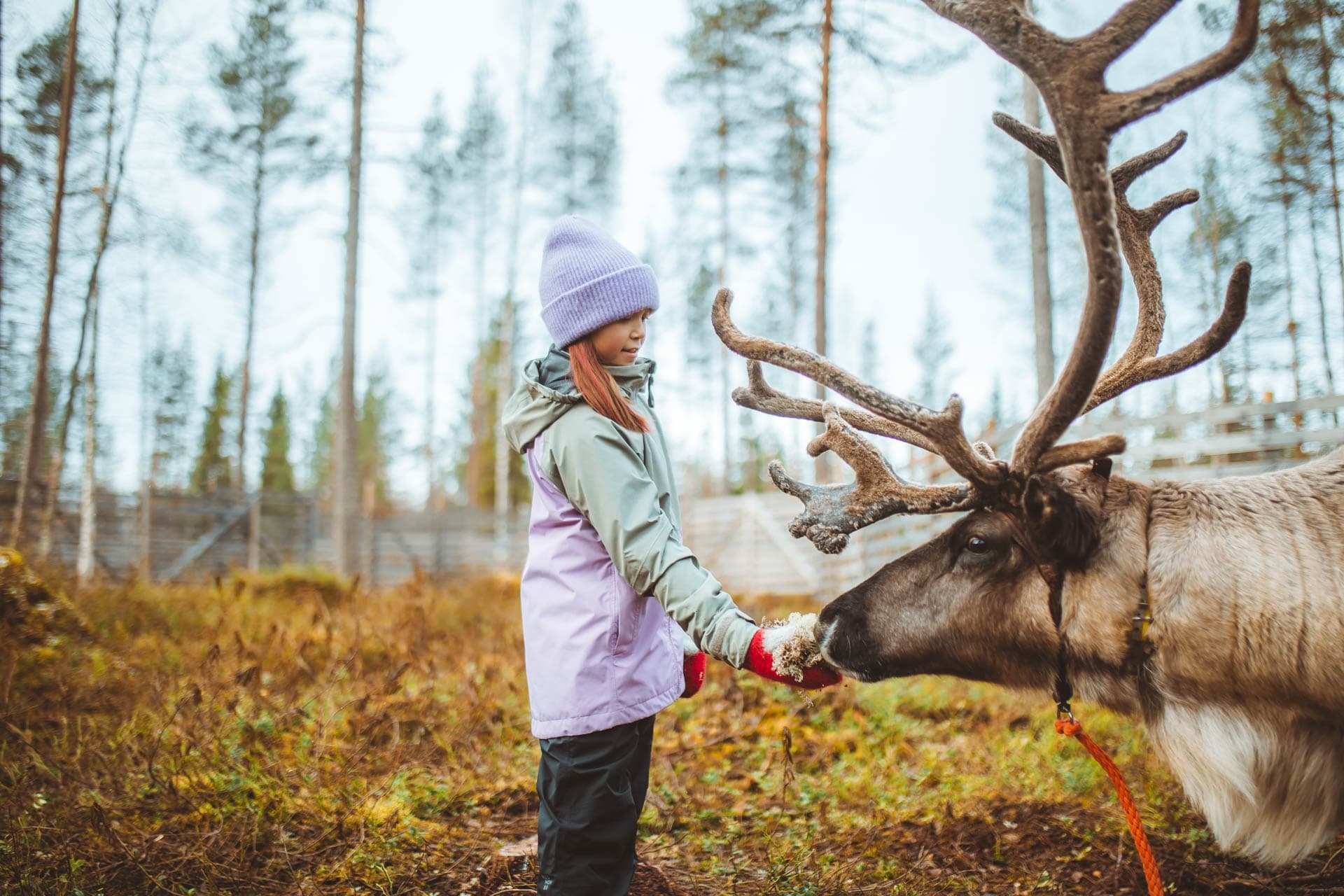 Meet and Feed Reindeer