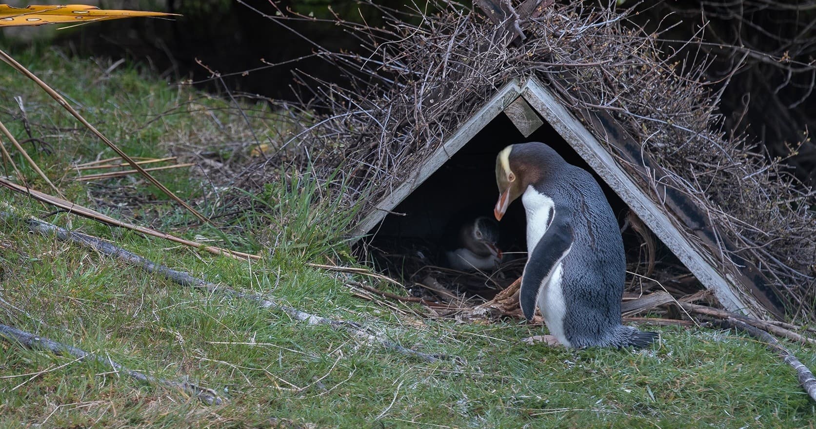 Castle to Cruise + Penguin Tour