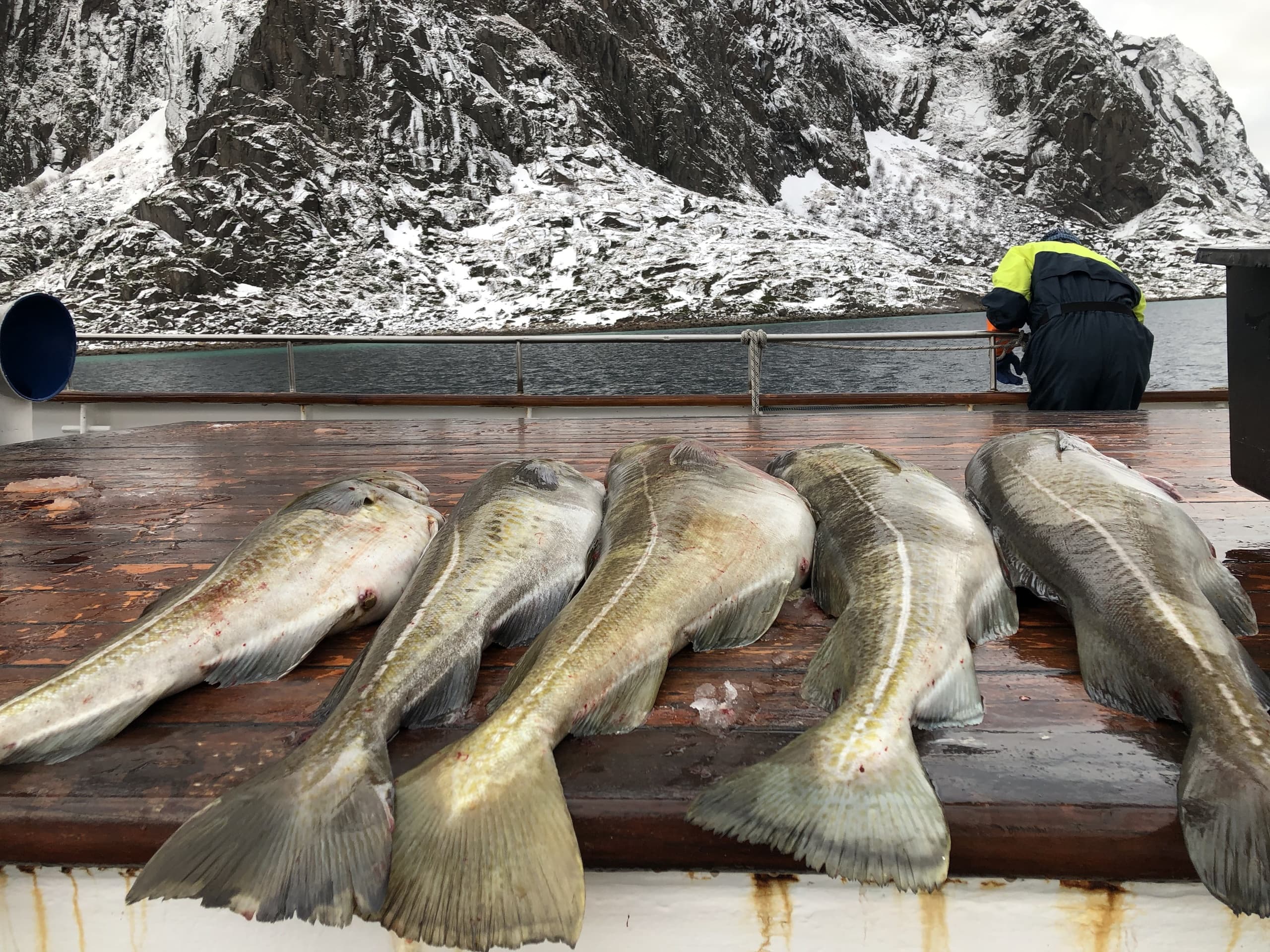 Winter Cod Fishing (3 Days)