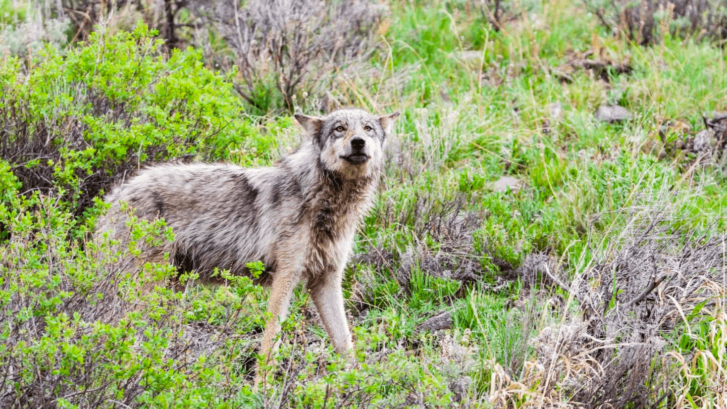 3 Day Bear & Wolf Private Safari Tour