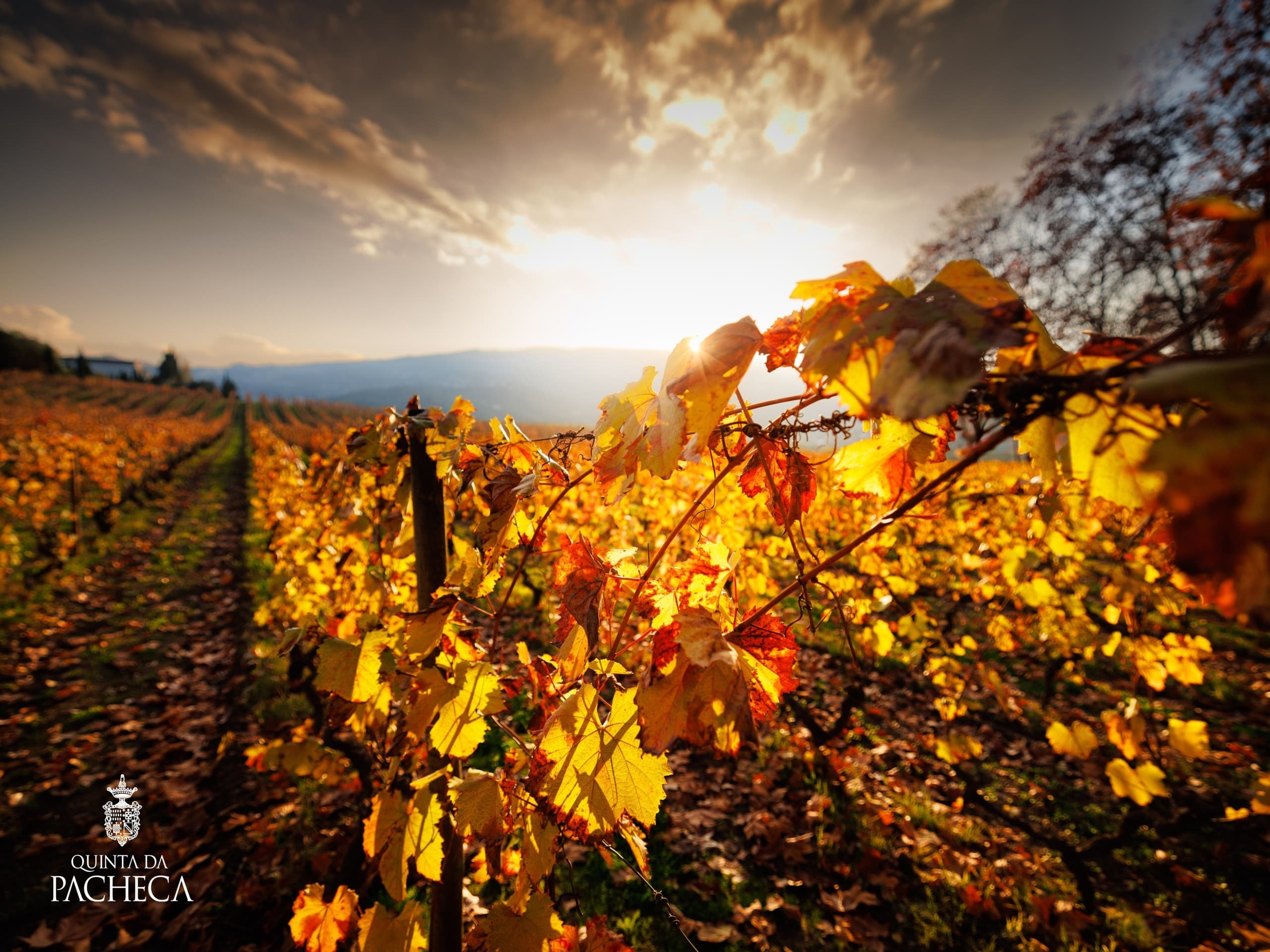 Walking Tour & Wine Tasting