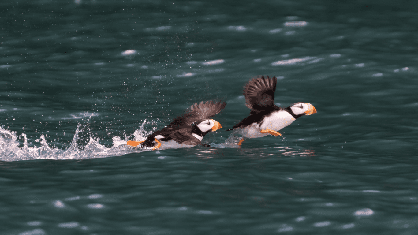 Discovering Kachemak Bay Tour