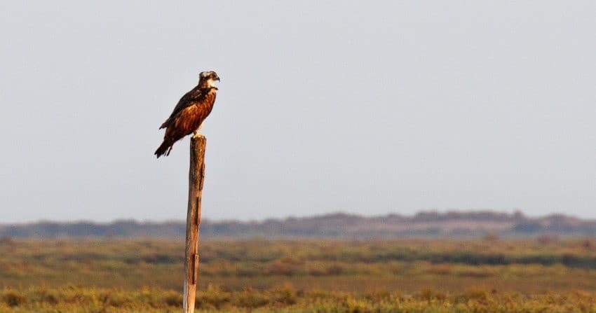 Bird Watching