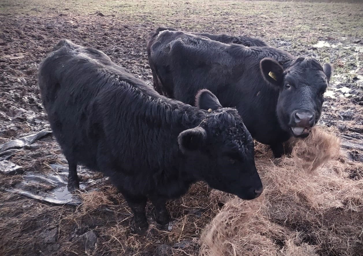 Meet the Mini Moos