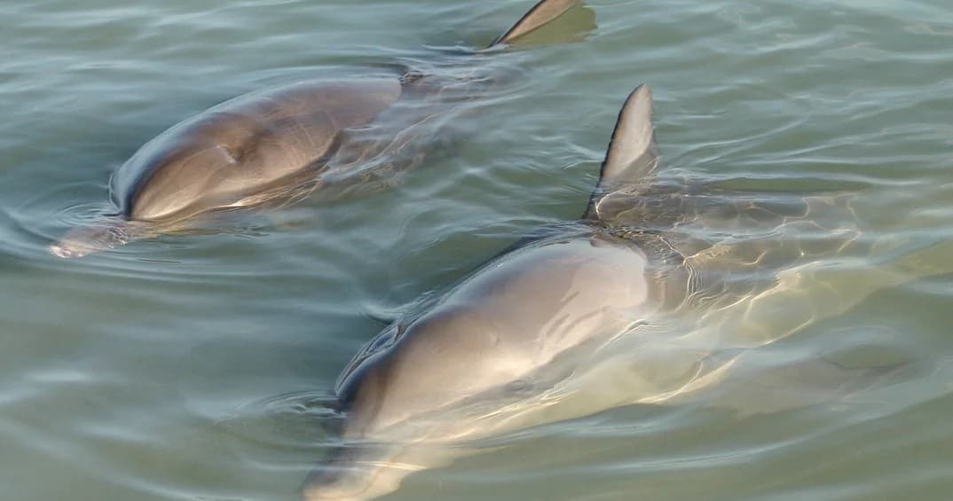 Dolphin and Manatee Clear Kayak or Paddle board Island Hop