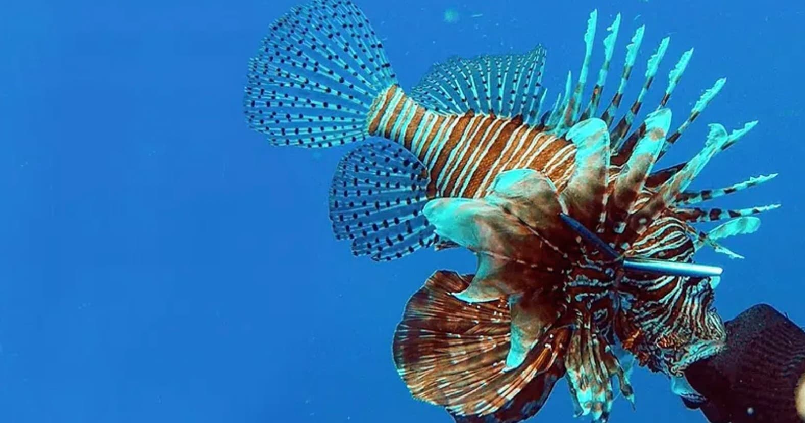 Islamorada Lionfish Hunting Charter
