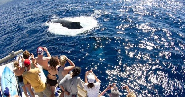Whalewatch • Ma'alaea
