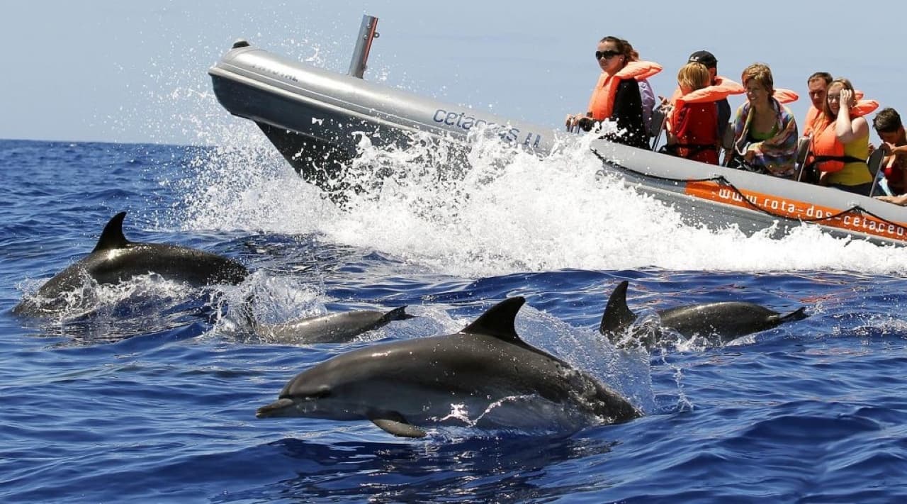 Whale & Dolphin Watching