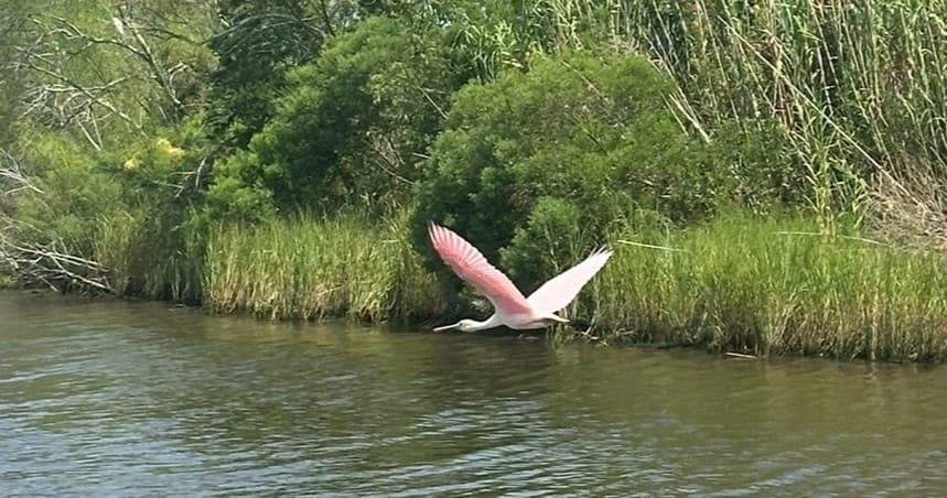 Bayou & Wildlife Alligator EcoTour