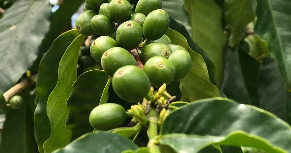 Kona Coffee Tour