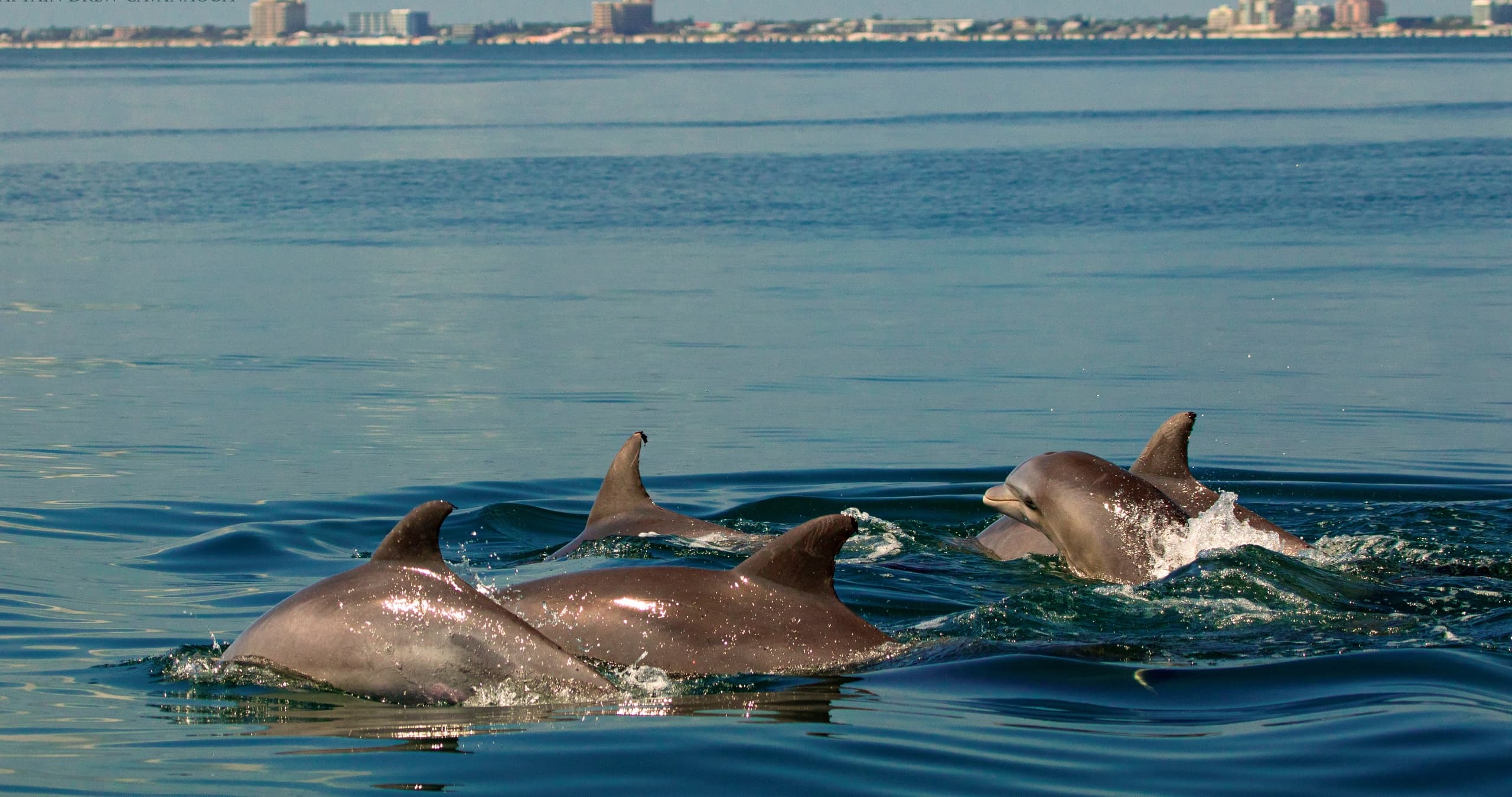 Dolphin Manatee Wildlife Tour Cruise