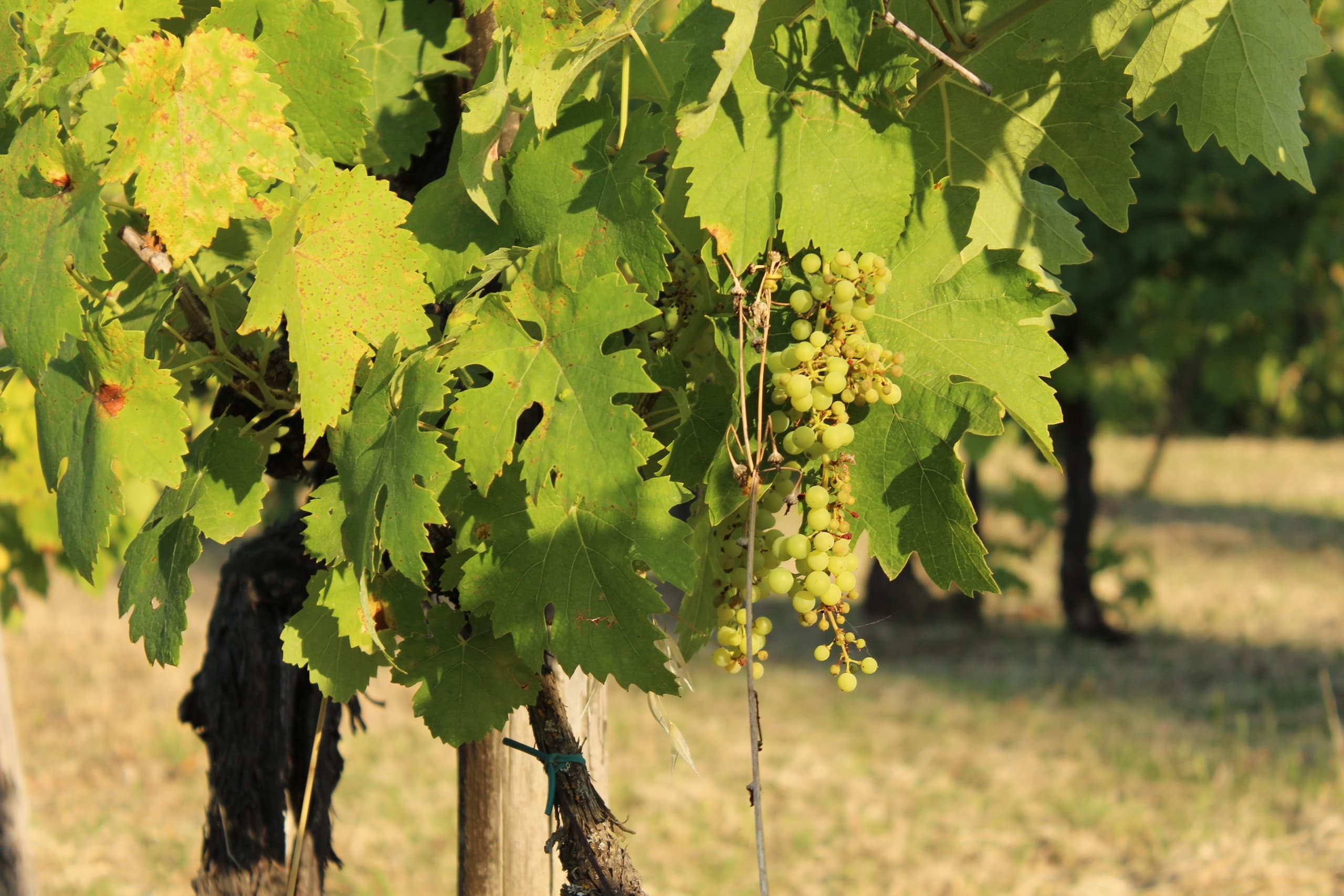 Vineyard to Table: The Immersive Tuscan Wine Experience