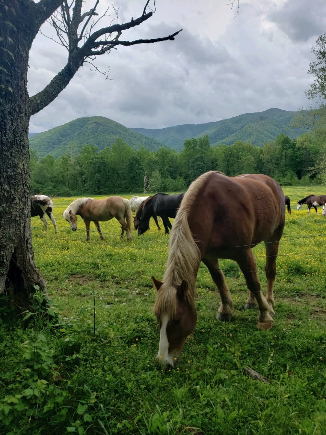 Cades Cove Specialty Tour