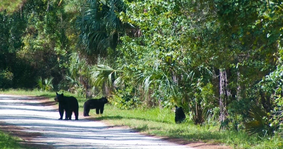 Black Bear Discovery Hike