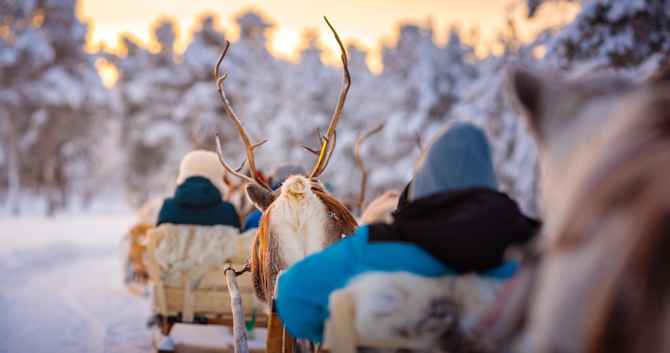 Meet the Reindeer