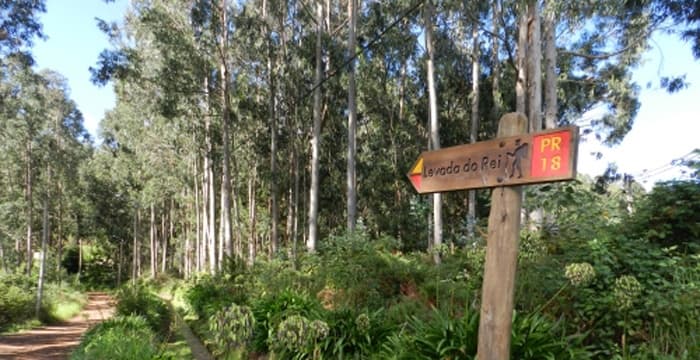 Levada do Rei - Ribeiro Bonito