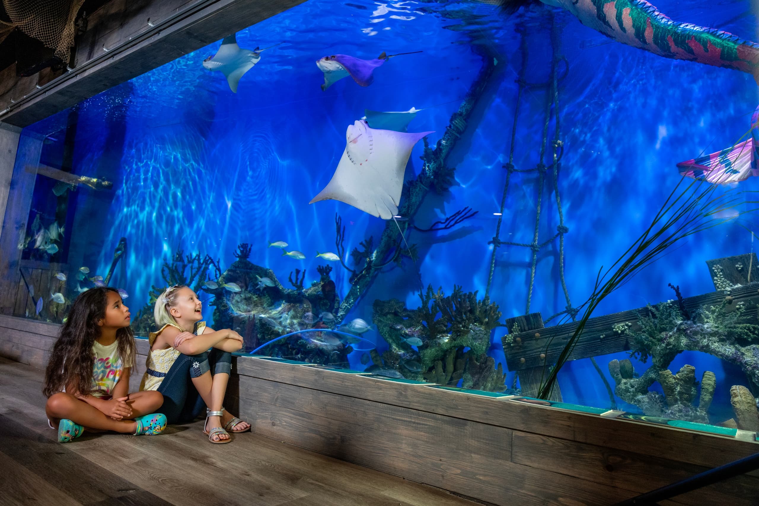 Stingray Encounter