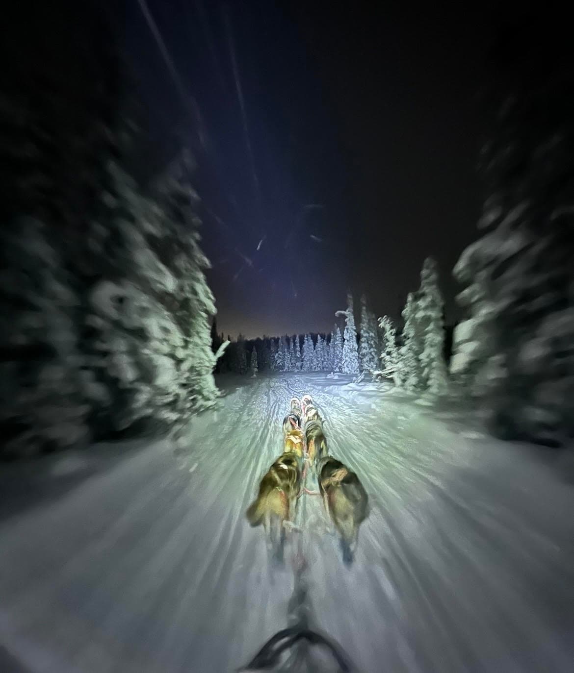 Dog Sled Adventure - Moonlight