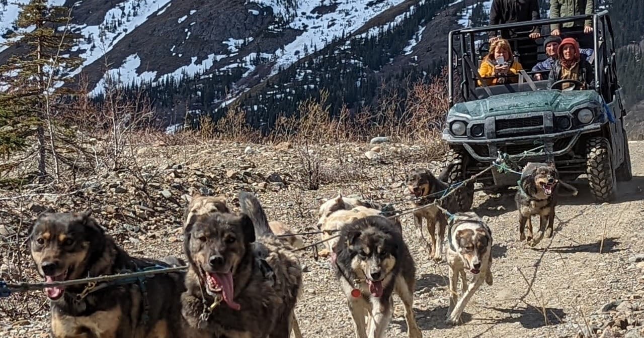 Yukon Sled Dogs Experience, Puppies, & Summit Excursion